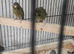 Budgies for sale black face and black wing