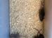 Baby’s rats 6 weeks/8week