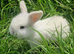 3 Adorable Baby Rabbits – Ready for Bookings