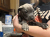 Beautiful Bundle of Staffy Boys