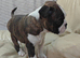 Beautiful Boston Cross Puppies Looking for Their New Forever Home