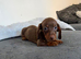 Miniature dachshund