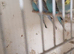 Budgies for sale