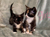 3 beautiful kittens looking for homes