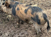 Intact Kune Kune/Juliana boar