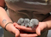 3 adorable chinchillas