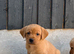 Yellow/dark yellow Labradors
