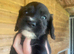 Cocker Spaniel puppy for sale
