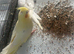 Hand reared baby cockatiels