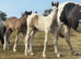Clydesdale X foals