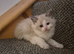 Beautiful ragdoll kittens