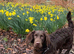 AMERICAN WATER SPANIEL