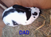 Papillon giant rabbits