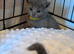 Pure Beautiful Russian Blue Kittens for Sale