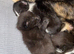 Kittens for forever home