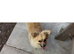 Pomeranian boy 7 months old