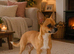 Tigger needs a new home