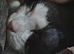 Beautiful 3-Month-Old Boy Kitten
