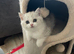 Gorgeous Bi Coloured Kittens Males