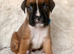Beautiful bouncy boxer baby.