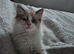 Kitten 2 boy