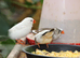Various Zebra Finch Varieties