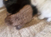 British short haired cross kitten for sale