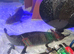 2 axolotl full set up