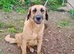 Urgent rehoming - JULIO