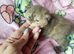 GCCF Registered Last Boy Available
