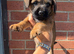 Terrier boy pup