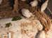Available Soon TINY BUTTON QUAILS £12 for Hens and a few boys £5 now 6 weeks old £48 for the 9 birds