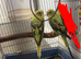 2 beautiful black wings young budgies