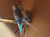 Budgies