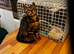 GCCF Registered Bengal Kitten