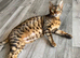 Bengal kittens pedigree tica reg x3