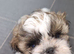 Shihtzu male puppy