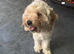 Beautiful  cavapoo nelly