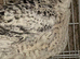 Japanese quails