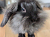 Lion lop mini and lionhead bunnies