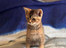 Beautiful BSH kittens