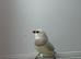 Dimoned firetails finch