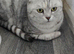 Beautiful scottish fold female