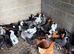 POL Pullets