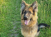 German shephard girl