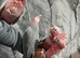Hand-Rearing Friendly Baby Super Tame Cuddly Galah Cockatoo Parrot,9