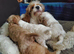 Cavapoo poo puppies