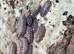 Clown isopods