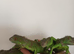 Green iguana
