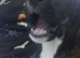 2 beautiful Lurcher x Boxer